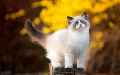 请和我老公结婚吧剧情介绍