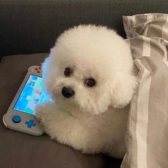 君子盟怎么玩